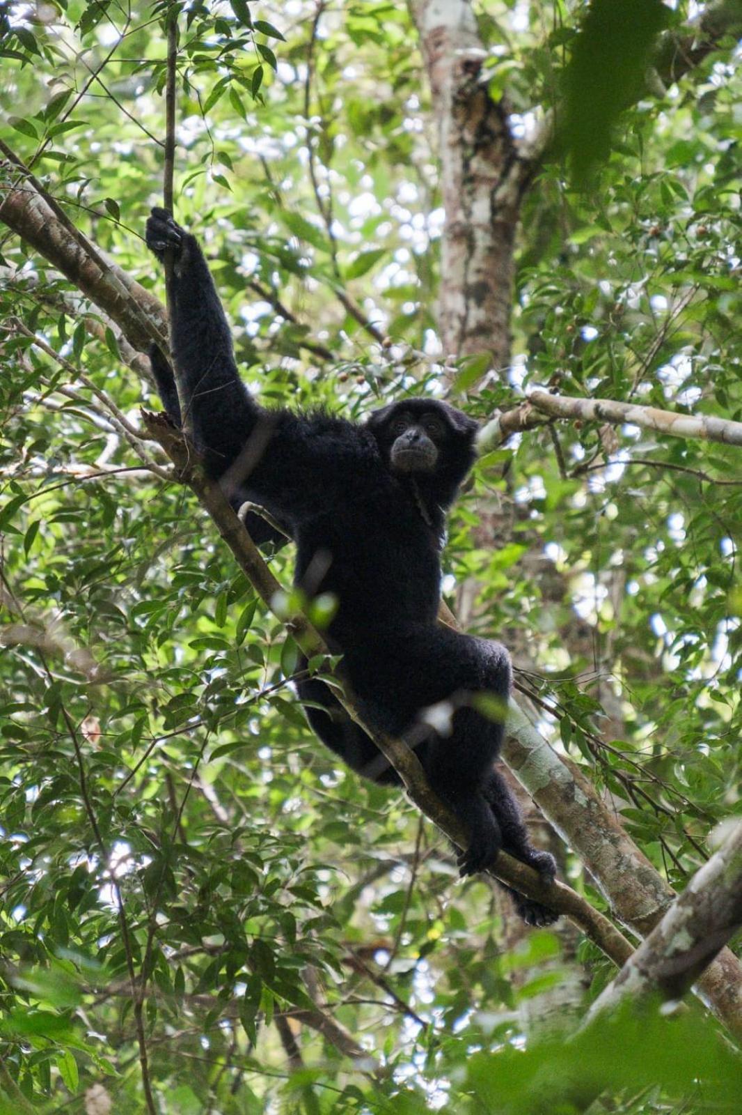 Magpie Homestay & Jungle Trekking Especially For Guest Trekking With Us Bukit Lawang Exterior photo