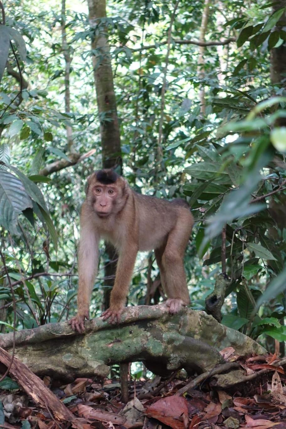 Magpie Homestay & Jungle Trekking Especially For Guest Trekking With Us Bukit Lawang Room photo