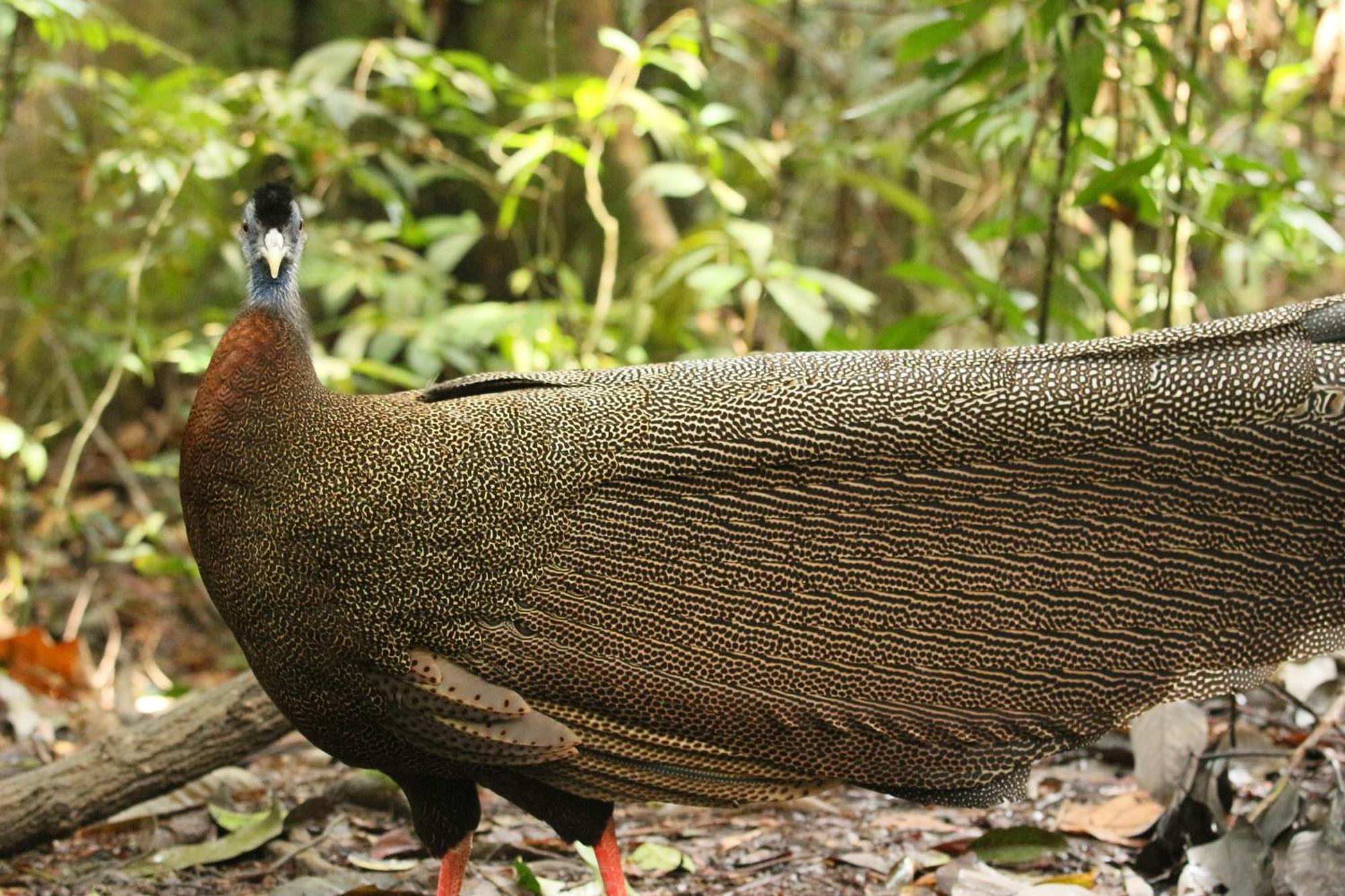 Magpie Homestay & Jungle Trekking Especially For Guest Trekking With Us Bukit Lawang Exterior photo
