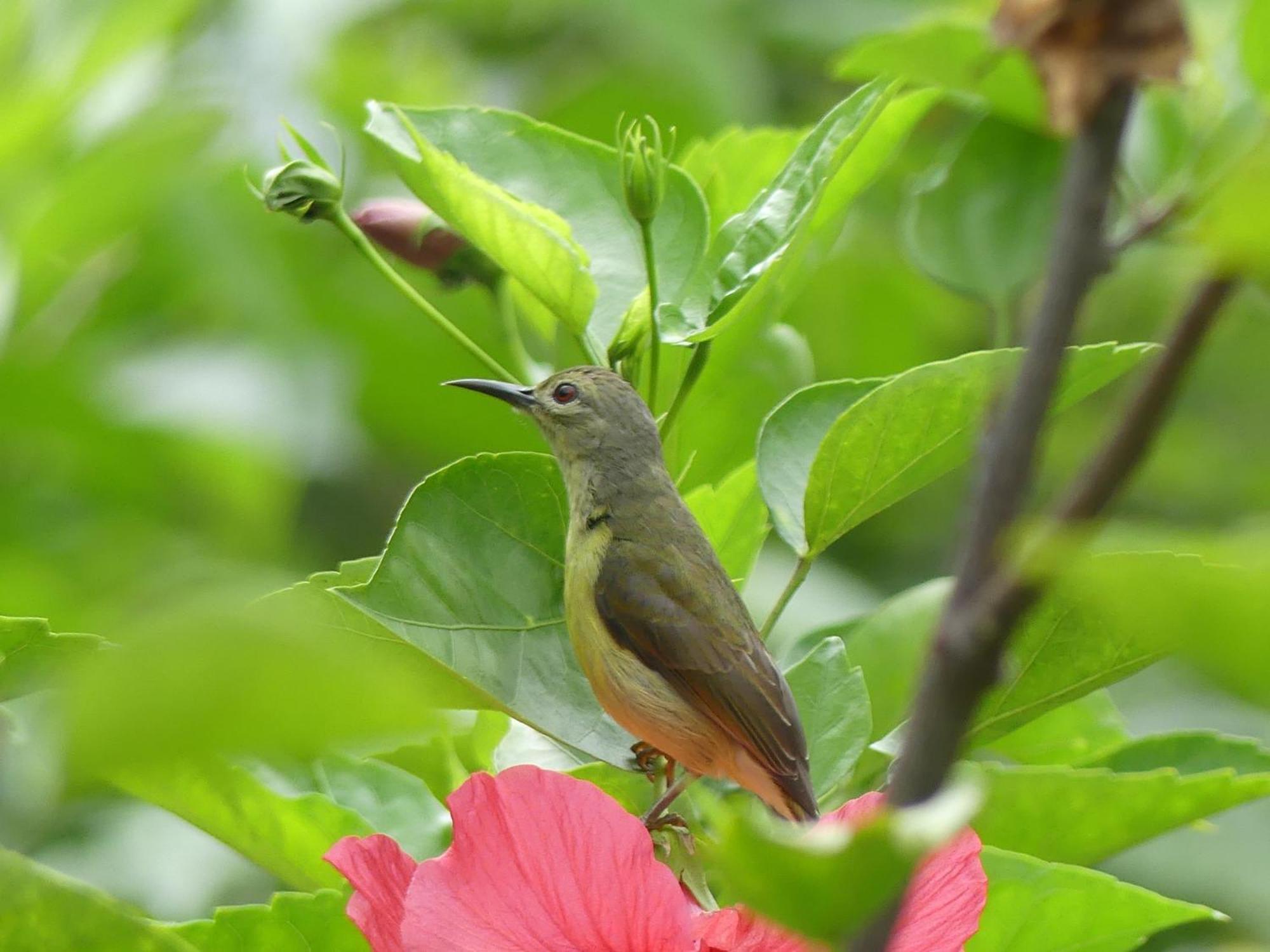 Magpie Homestay & Jungle Trekking Especially For Guest Trekking With Us Bukit Lawang Room photo